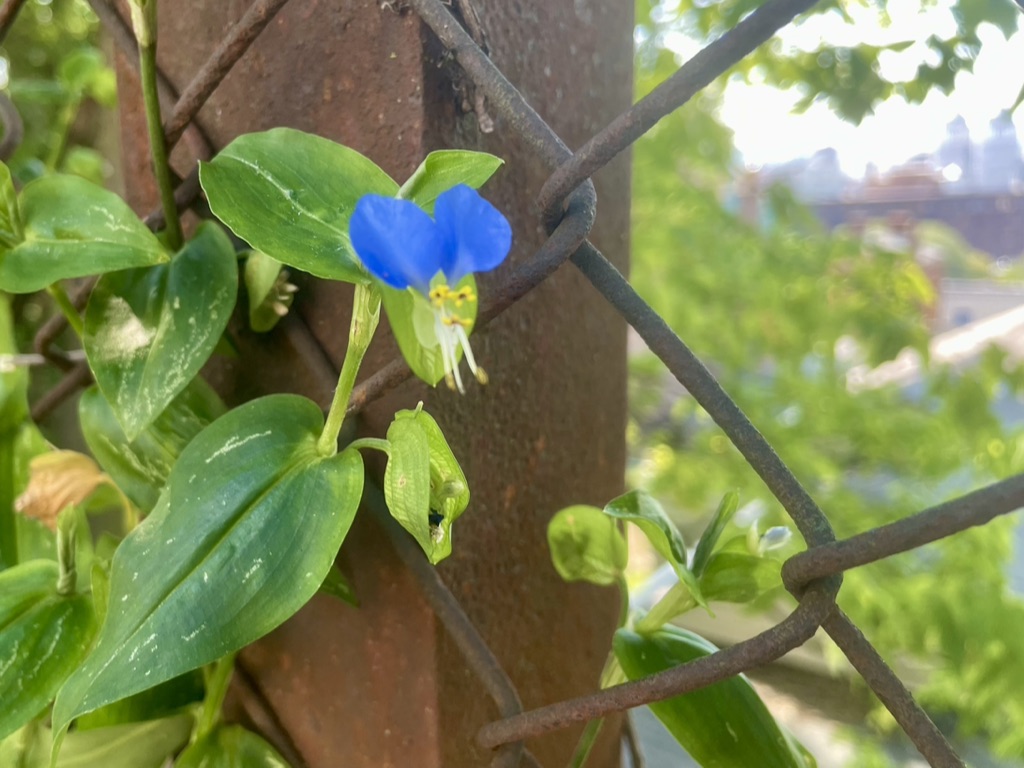Asiatic Day Flower by Elizabeth Mariner